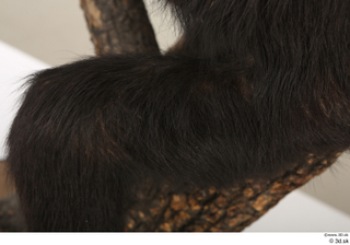 Chimpanzee Bonobo leg 0012.jpg